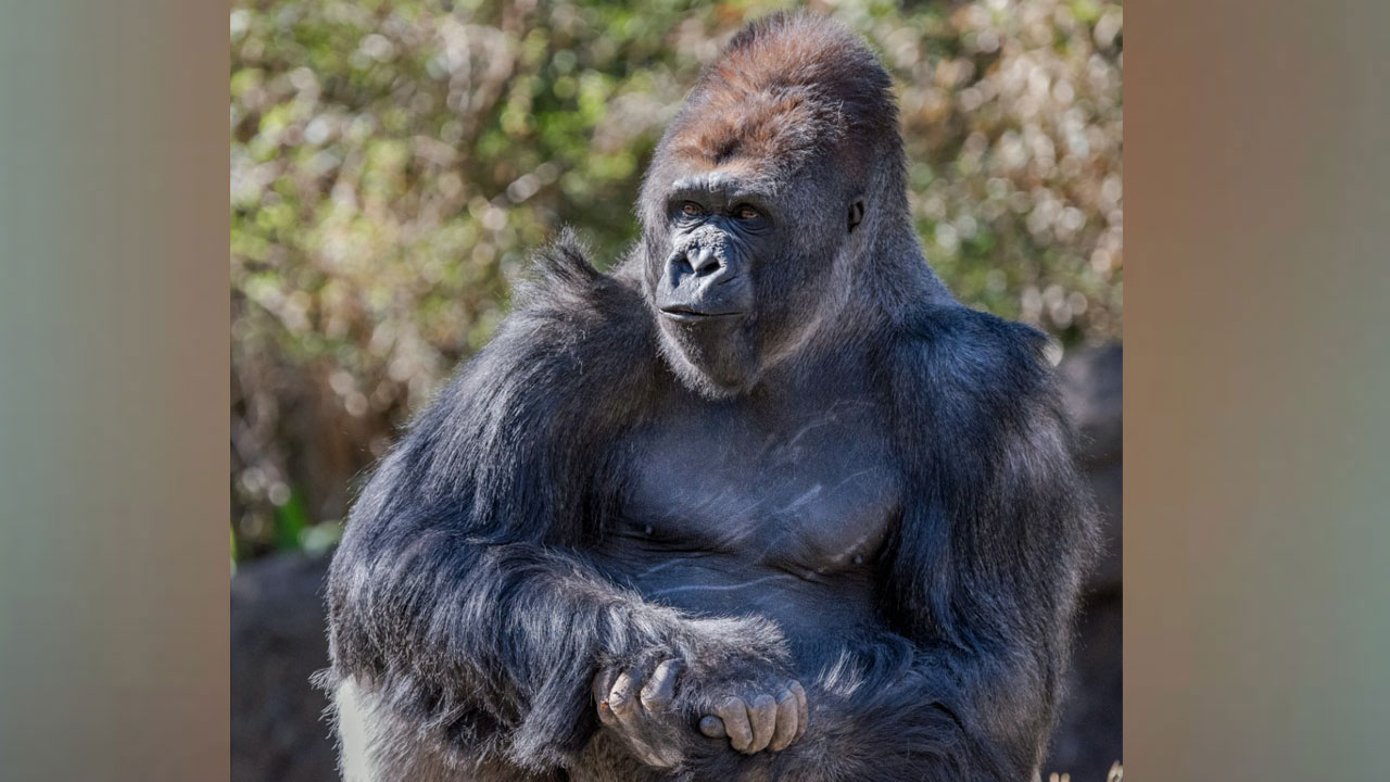 National Veterinary Services Laboratory Confirms 5 Dallas Zoo Gorillas