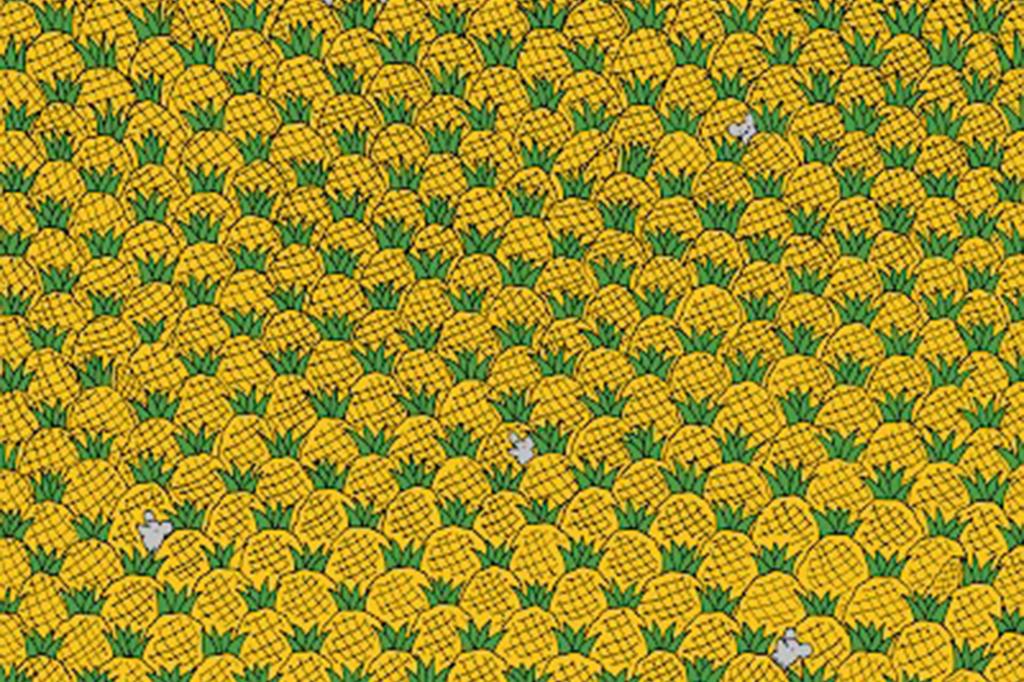 Can you spot the four corn husks hidden among these pineapples ...