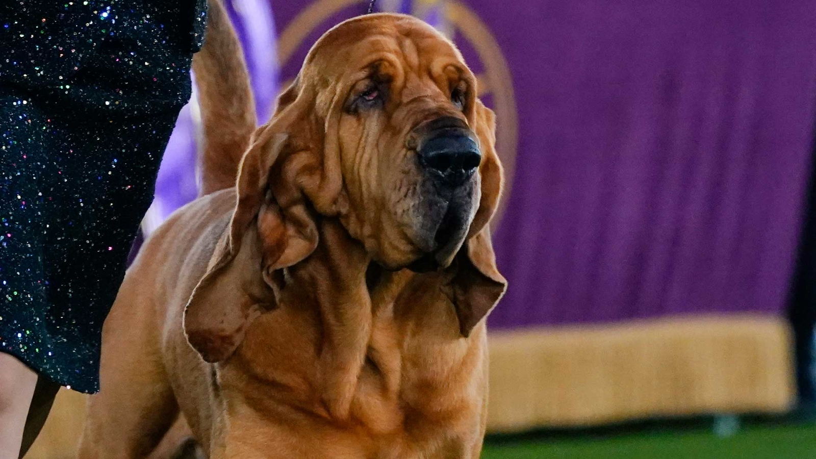 Trumpet is 1st bloodhound to win Westminster dog show Patabook News