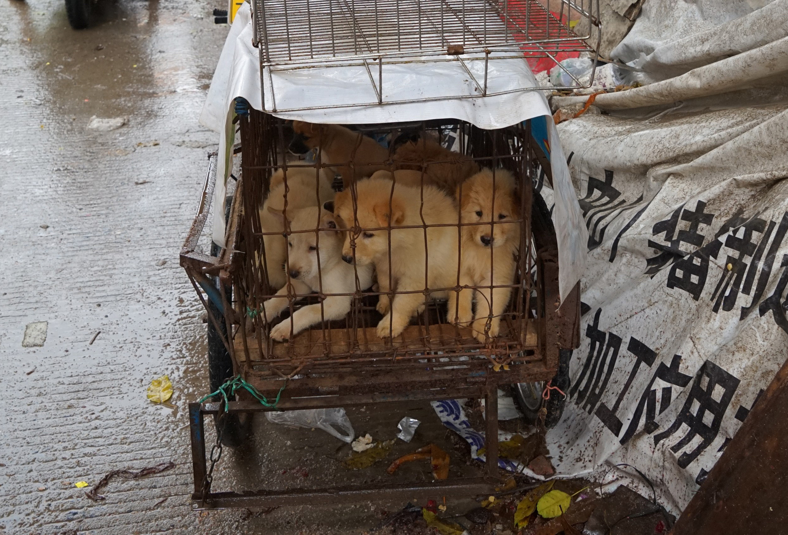 Pictures From Yulin Dog Meat Festival Show Heartbreaking Cruelty of