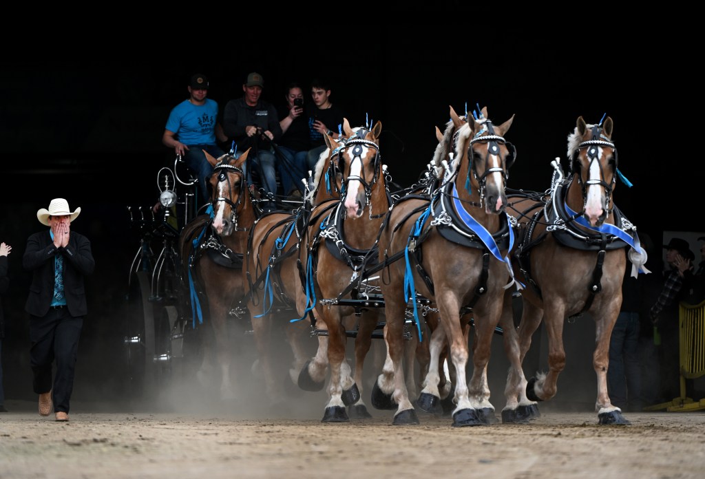 Draft Horse Mule And Donkey Show At The National Western Stock Show   TDP L NWSS FINAL DAY 025 