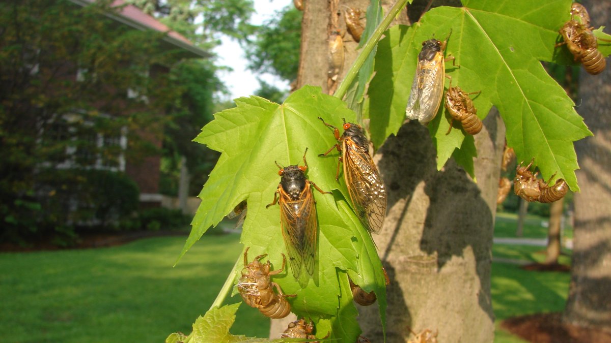 Where cicadas are expected to emerge in Illinois in 2024 NBC Chicago