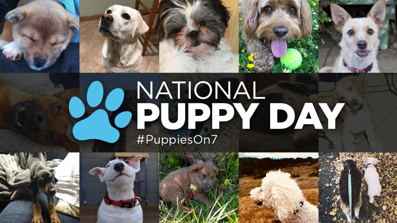 Live Puppy Cam ABC7 holds adoption event for National Puppy Day 2024