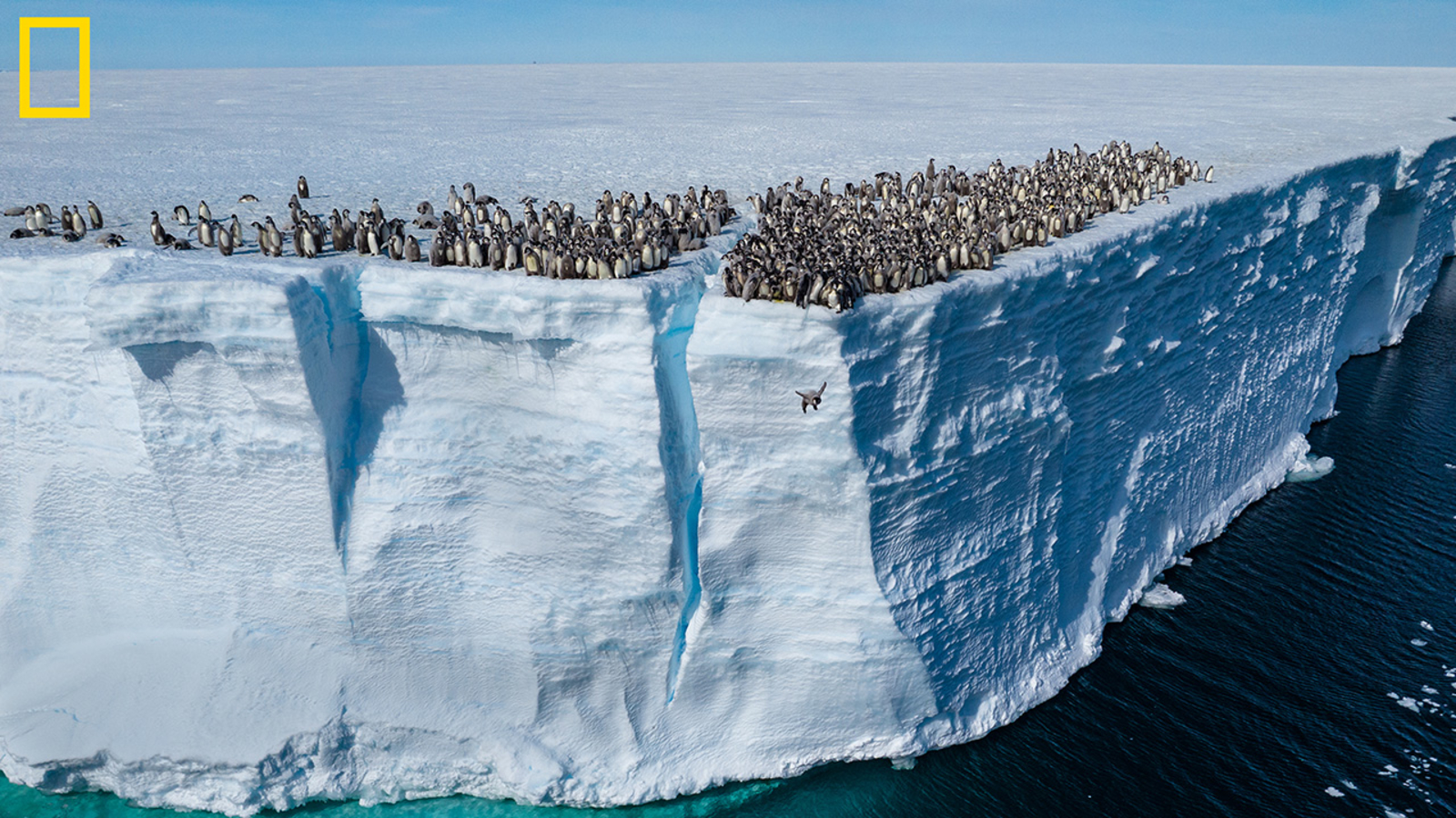 Video shows baby emperor penguins cliff diving on camera for 1st time ...