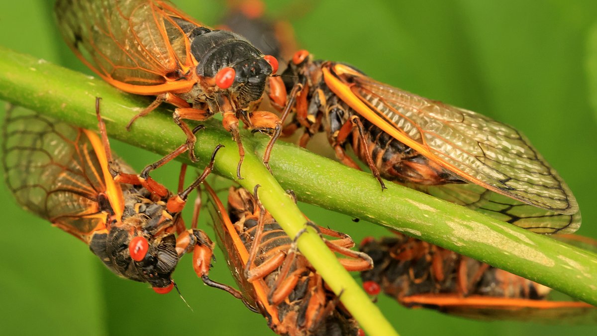 Will cicadas eat my plants? What to know as emergence begins NBC
