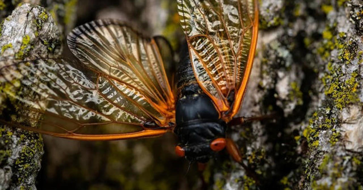 Cicada invasion expected to be biggest bug emergence in centuries