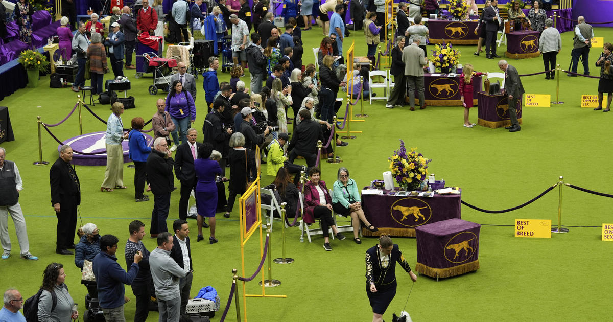 Mixedbreed dog wins Westminster Dog Show's agility competition for
