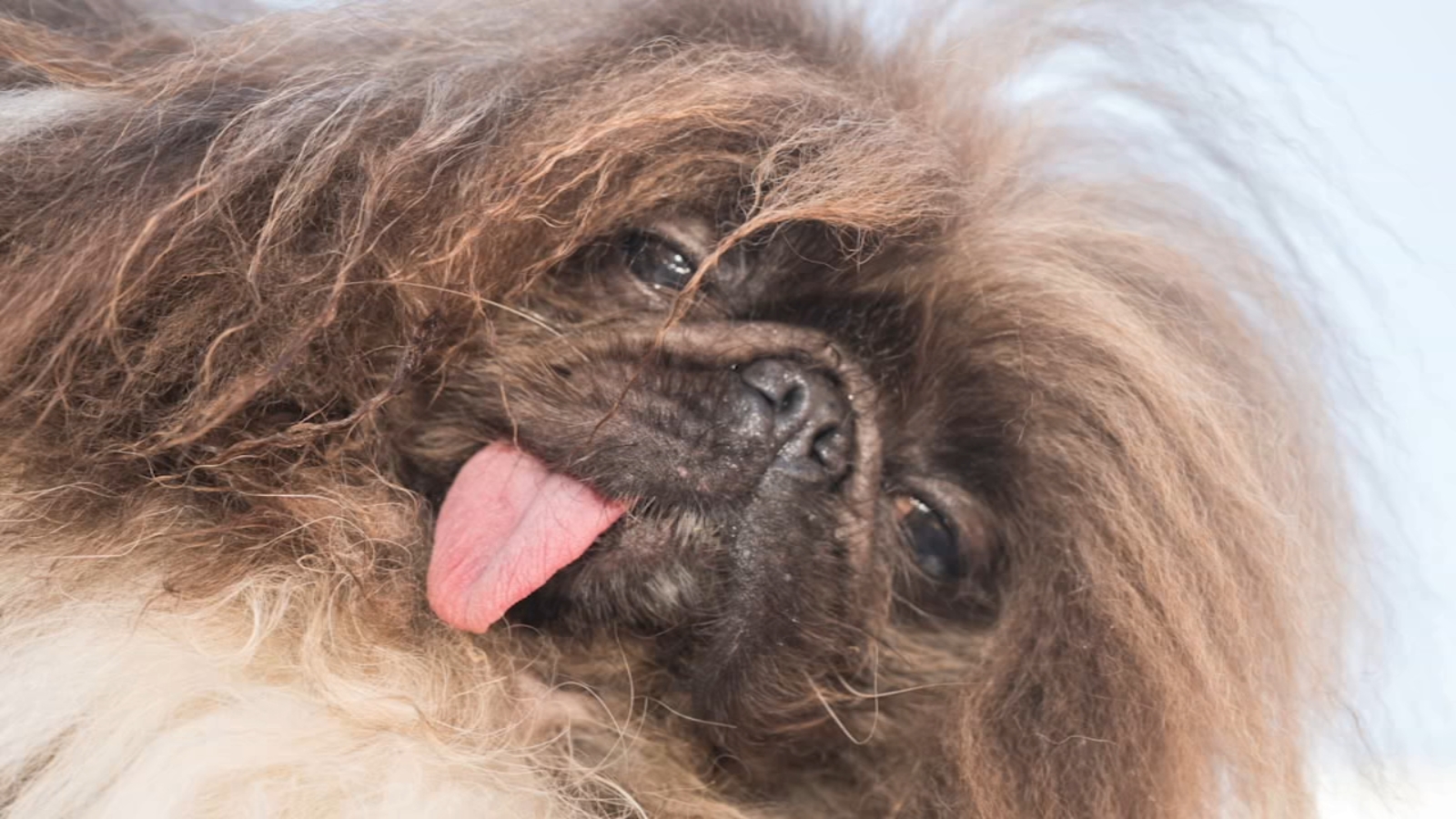 Wild Thang crowned winner of 2024 'World's Ugliest Dog' contest at