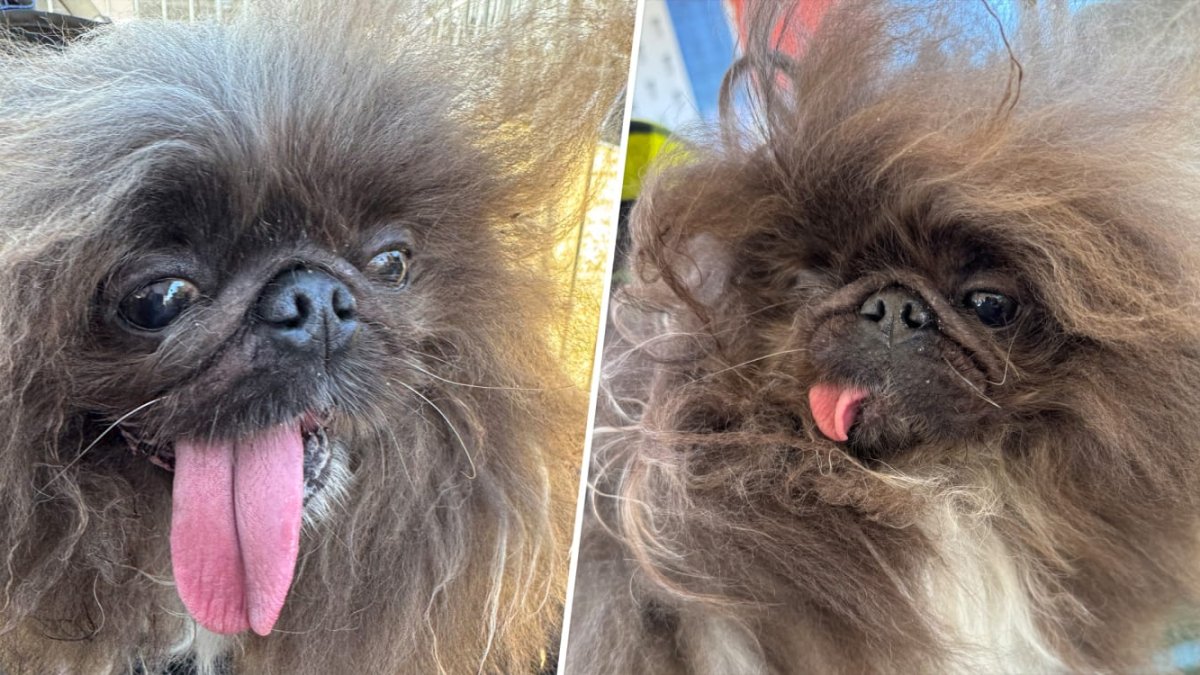 The ‘World’s Ugliest Dog’ contest has announced its 2024 winner NBC