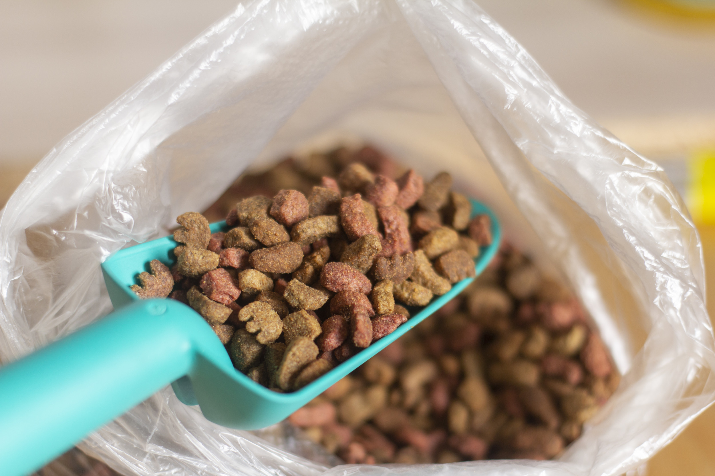 Dog, Cat Food Recall Sparks Nationwide Warning to Pet Owners Patabook